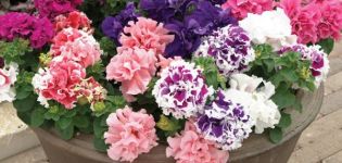 Description of varieties of terry petunia, planting, cultivation and care