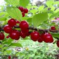 Egenskaper hos Natalie filtkörsbärsorten, beskrivning av utbyte och sjukdomsresistens