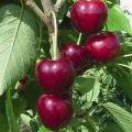 Egenskaper och beskrivning av Regina körsbärssorter, odling och vård