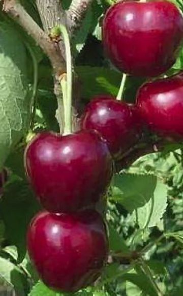 Characteristics and description of Regina cherry varieties, cultivation and care