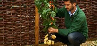 Beskrivning av den korsade växtsorten Pomidofel och dess odling