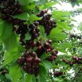 Vyšnių veislės Tyutchevka aprašymas ir savybės, sodinimas ir priežiūra