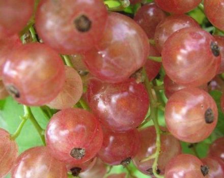 Description et caractéristiques des variétés de cassis rose, plantation et soins
