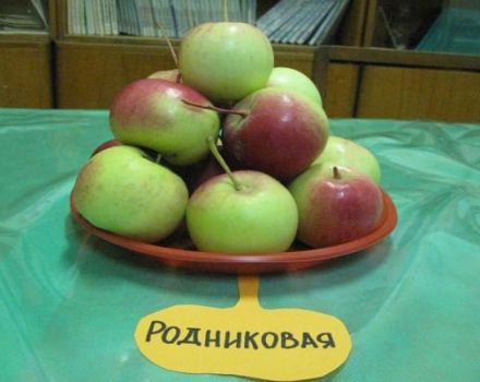 Kuvaus omenapuudelajikkeesta Rodnikovaya, sato ja viljely