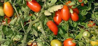 Beskrivning av Erkol-tomatsorten, egenskaper och produktivitet
