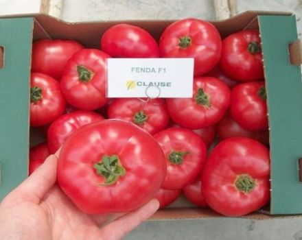 Pomidorų „Fenda“ veislės charakteristikos ir aprašymas, derlius
