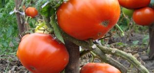 Beskrivning av tomatsorten Kum och egenskaper