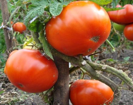 Pomidorų veislės Kum aprašymas ir savybės