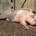 Sätt på infektion och symtom på Aujeszkys sjukdom hos grisar, behandling och förebyggande