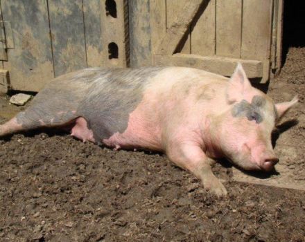Formas de infección y síntomas de la enfermedad de Aujeszky en cerdos, tratamiento y prevención.