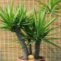 Features of caring for room yucca at home, reproduction and transplantation