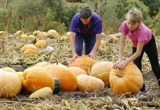 How to determine the ripeness of a pumpkin and its ripening time for harvesting from the garden