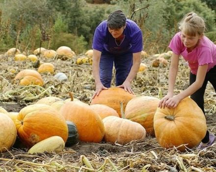 How to determine the ripeness of a pumpkin and its ripening time for harvesting from the garden