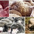 Symptômes et signes de cénurose chez le mouton, méthodes de traitement et prévention