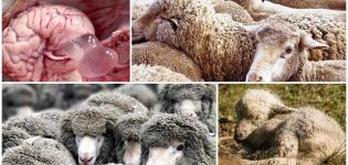 Koenurozes simptomi un pazīmes aitām, ārstēšanas metodes un profilakse