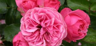 Beskrivning av Leonardo da Vinci rosor, plantering, odling och vård