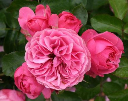 Beskrivelse af Leonardo da Vinci-rosesorter, plantning, dyrkning og pleje