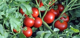 Descripción de la variedad de tomate Ekaterina, su rendimiento y cultivo.