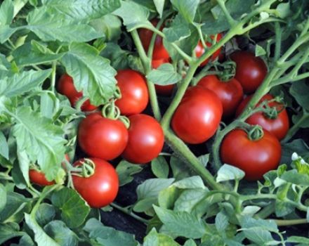 Pomidorų veislės „Ekaterina“ aprašymas, derlius ir auginimas