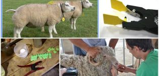 Päť najlepších spôsobov označovania oviec a spôsobu označovania doma