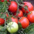 Egenskaber og beskrivelse af tomatsorten Rødhætte, dens udbytte og dyrkning
