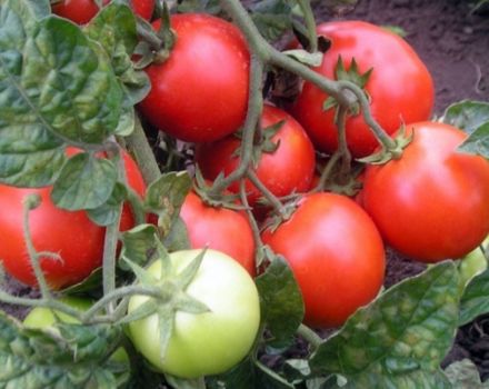 Punahiljasauhan tomaattilajikkeen ominaisuudet ja kuvaus, sen sato ja viljely