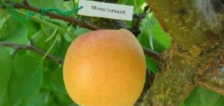 Descrizione della varietà di albicocche Monastyrsky, coltivazione, semina e cura