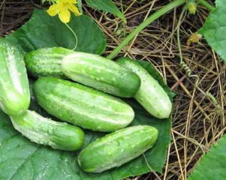Kenmerken en beschrijving van de variëteit aan komkommers Concurrent, aanplant, verzorging en teelt