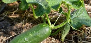 How to use nitrophoska fertilizer for cucumbers correctly