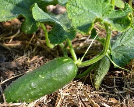 Hoe nitrophoska-meststof voor komkommers correct te gebruiken