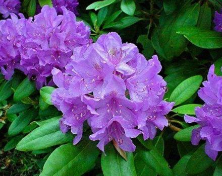 70 species and varieties of rhododendrons with description and characteristics