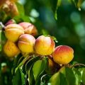 Beskrivning av aprikosvariet Glädje och egenskaper hos utbyte och frostbeständighet