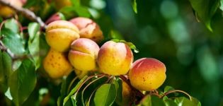 Description of the Apricot variety Delight and characteristics of yield and frost resistance