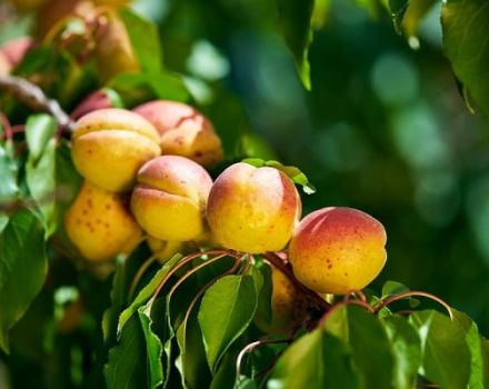Beschreibung der Aprikosensorte Freude und Eigenschaften von Ertrag und Frostbeständigkeit
