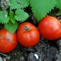 Egenskaper och beskrivning av tomatsorten Gruntovy Gribovsky