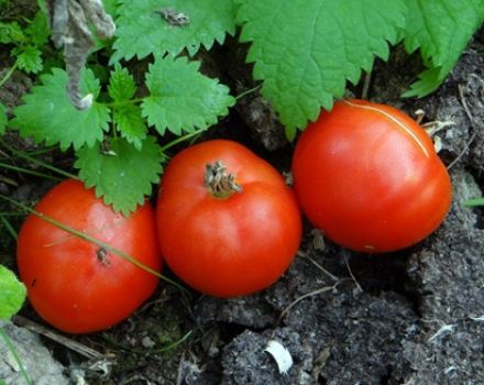 Pomidorų veislės „Gruntovy Gribovsky“ charakteristikos ir aprašymas