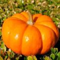 Description and characteristics of pumpkin varieties for open ground