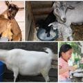 Pourquoi est-il préférable de nourrir la chèvre après l'agnelage pour augmenter le lait, établir un régime