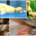 Зашто патке сједе и падају на ноге и лијече болести код куће