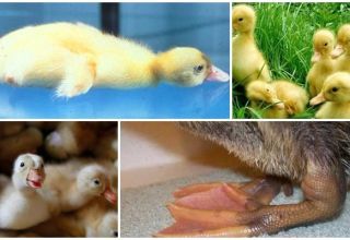 Why ducklings sit and fall on their feet and treatment of diseases at home