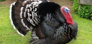 Description of turkeys of the Bronze-708 breed, maintenance and care at home