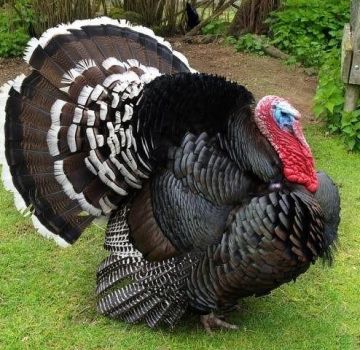 Description of turkeys of the Bronze-708 breed, maintenance and care at home