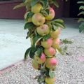 Popis, charakteristika a podmínky zrání sloupcového jablka Prezident, výsadba a péče