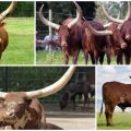 Vzhled a charakteristika divokých býků a krav plemene Watussi, chov