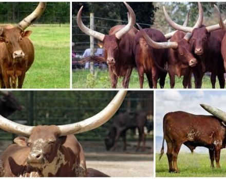 Das Aussehen und die Eigenschaften von Wildbullen und Kühen der Watussi-Rasse, Zucht
