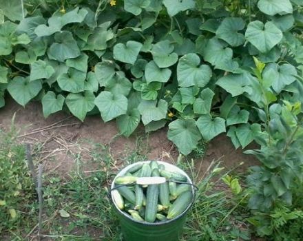 Vyaznikovsky agurkų veislės aprašymas, priežiūros ir auginimo rekomendacijos