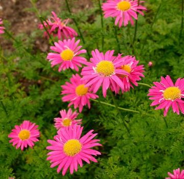 Planting and caring for pyrethrum, flower varieties and growing rules