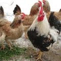 Zagorsko lašišinių viščiukų veislės aprašymas ir visos savybės, turinio subtilybės