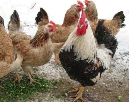 Beskrivning och fullständiga egenskaper hos kycklingrasen i Zagorsk, innehållets finesser
