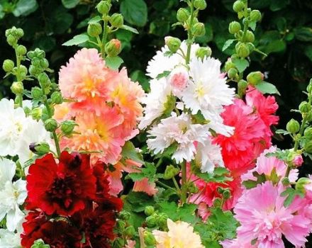 Опис најбољих сорти матичних ружа, садња, узгој и брига на отвореном терену